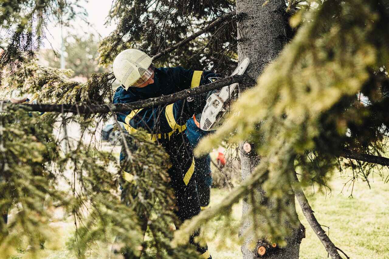 Residential Tree Removal in Petaluma, CA